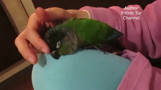 Мой ручной попугайчик пиррура - попугайское настроение