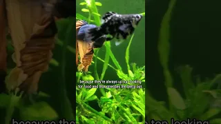 I Tried Picking a CALM Betta Fish *It Worked!*