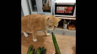 Try Giving Your Cat a Cucumber And See What Happens - MeowCat