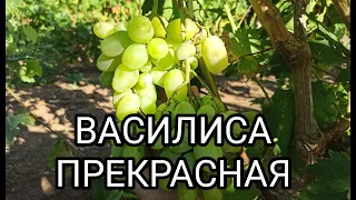 ВАСИЛИСА ПРЕКРАСНАЯ, автор Калугин В.М.