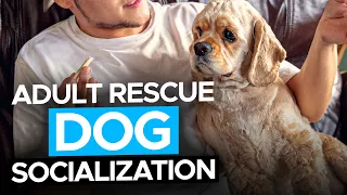 Rescue Dogs - How to Socialize Them | Tips and Tricks From Professional Dog Trainers