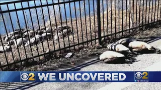 Hammond Residents Raise More Questions After Mysterious Deaths Of Birds, Waterfowl Near Wolf Lake