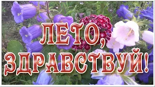 Здравствуй, лето! Красивая музыкальная видео открытка с началом лета