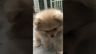 Cute pomeranian puppy barking sounds