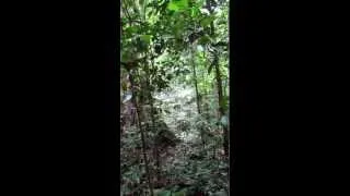 Rainforest Boardwalk, Danum Valley, Sabah, Borneo