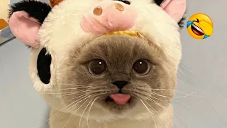 Beautiful Cats 2021😻 Cute and Funny Cat Videos to Keep You Smiling!😹2021  YUFUS