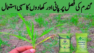 Gandam Ki Fasal Ko Sahi Khad Aur Pani Kab Lagain | Wheat Crop Plan For Nitrophos And Can