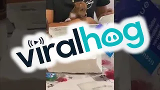 Puppy Helps Turn Newspaper Pages || ViralHog