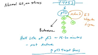 p53: Introduction to the p53 tumor suppressor protein and its function