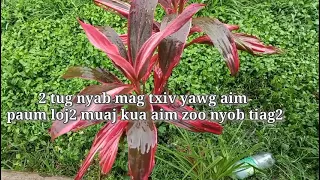 txiv yawg aim nw 2tug nyab paum loj tiag2 kua ntau ta ta zoo nyob tshaj plaw