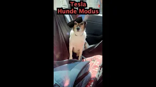 Top Tesla Feature: Der Hunde Modus