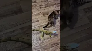 Бенгальский котик 🐈 и ящерица 🦎 (или игуана 😅) вместе! Удивительные животные нашей планеты animal