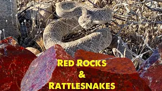 Rattlesnakes and Red Jasper - An Arizona Rockhounding Adventure