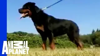 Rottweiler | Dogs 101