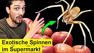 Giftige Spinnen aus dem Supermarkt - So gefährlich sind sie