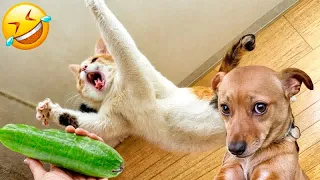 Hilarious Cats and Dogs😁Funniest Animals 2024😍Part 12