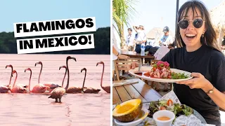 We found the BEST place to see flamingos!  🦩 Things to do in Celestún, Mexico