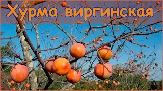 Хурма виргинская - стратификация и посадка семян на рассаду