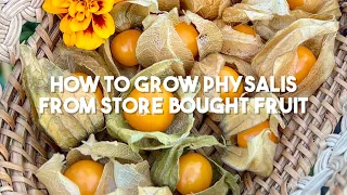 How to grow Physalis from store bought fruit | Cape Gooseberry | Ground Cherry | UK