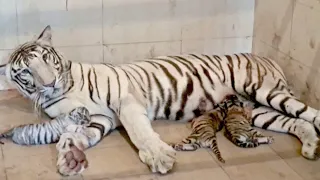 Белая тигрица родила трёх детёнышей разного цвета