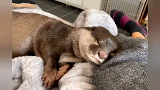 Sweetest otter boy Fuku fell asleep after playing so hard with the marbles 🦦😁🥰So Cute |Cute Otter