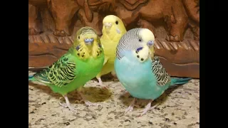 No more lonely budgies.  Pet parakeets encourage your bird to sing, 11 Hr recording.