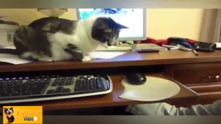 Funny Cats Compilation 2014   HD   720p ✔