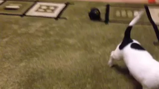 Puppy Jack Russell Terrier VS chicken