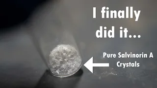 Finally extracting pure Salvinorin A crystals