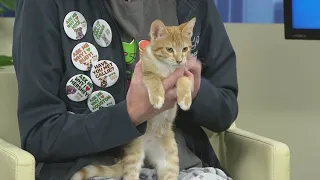 Pet Tails: Meet Indie, 2-month-old 'very rambunctious, playful' kitten