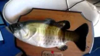 Don't Worry Be Happy (Dying Big Mouth Billy Bass)