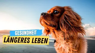 Diese Faktoren lassen deinen Hund LÄNGER leben! ✅