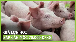 Giá lợn hơi có thể cán mốc 70.000 đồng/kg | VTC16