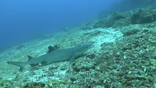 Мальдивы | рифовые акулы