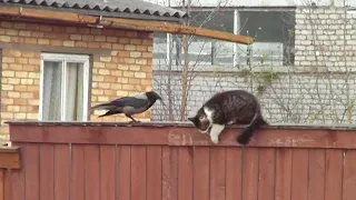 Ворона против кота.Боровичи