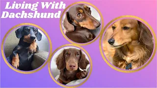 Living with Dachshund , Sausage Dogs video _Best of Dachshund puppies Dog Instagram Compilation 2021
