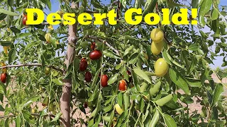 An Amazing Desert Adapted Fruit Tree