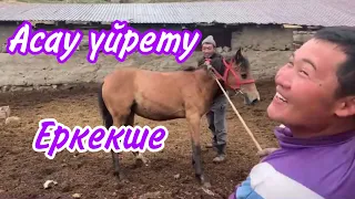 Асау үйрету! Тай үйрету тәсілдері!