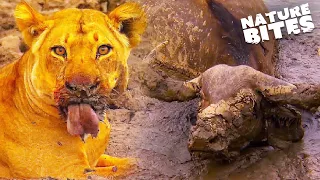Lions Find a Buffalo Alive & Stuck in Mud | Nature Bites