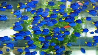 From the Ocean to Your Aquarium, Saltwater Marine Fish Hand Collecting, Pacific Blue Hippo Tang Dory