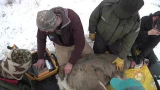 Wyoming Range Mule Deer Project Update