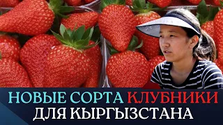 Три новых для Кыргызстана сорта клубники