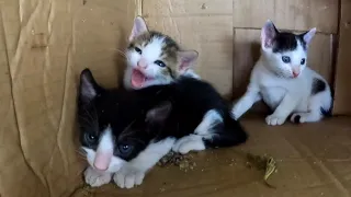 Cute Kittens Are Waiting For Their Mom To Come Back.