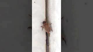 Beetle Sounds (2)