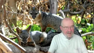 Gray Fox Conservation and Gesture