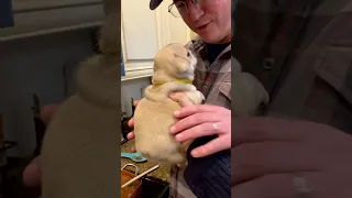 handing puppies to my husband unexpectedly (pure reaction) puppy #puppy #dogs #pets #funy #shorts
