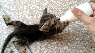 Tiny Kittens Are Crazy For Bottle Feed they're Attacking And Biting Foster Dad For Milk