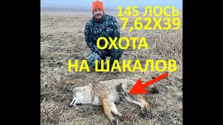 7,62x39 vs шакал (ночная охота на шакалов: 145 Лось и прицелом IWT MK2). 5 выстрелов за минуту!