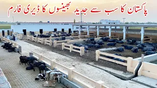 Pakistan Modern Buffalo Dairy Farm