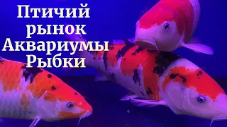 САдоВод/ПтиЧиЙ рЫнОк, Где КупиТь РыБок